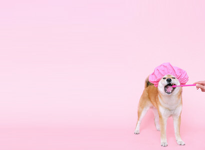 Pamper Your Pets.