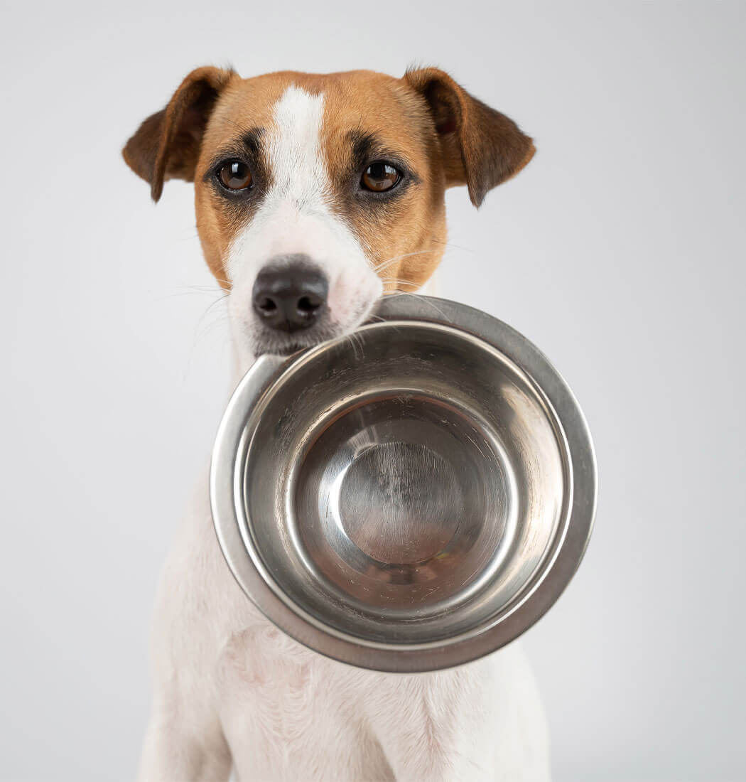 PawPlate Pet Feeder