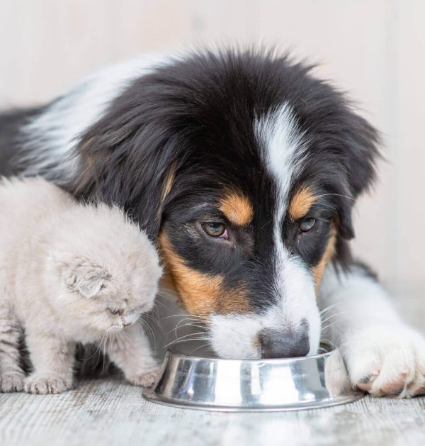 PawPlate Pet Feeder - Image 4