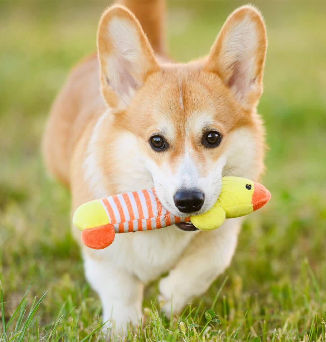TugTail Rope Chew