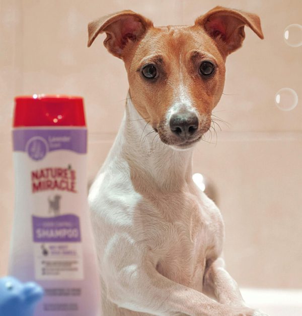 Pawfect Care Shampoo