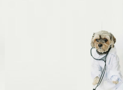 Expert Care for Every Pet.